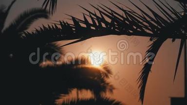 橙色太阳透过棕榈叶剪影的日落